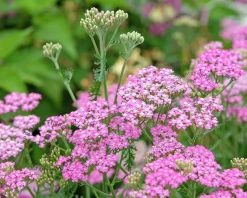Achillea millefolium ‘Cerise Queen’