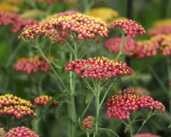 Achillea millefolium 'Paprika'