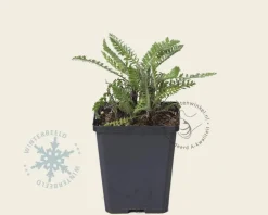 Achillea millefolium 'Paprika'