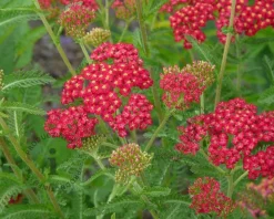 Achillea millefolium 'Paprika'