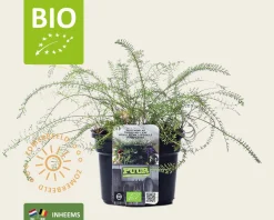 Achillea millefolium Puur