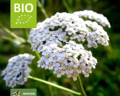 Achillea millefolium Puur