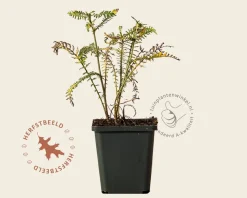 Achillea millefolium 'Terracotta'