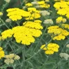 Achillea 'Moonshine'