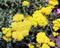 Achillea 'Taygetea'