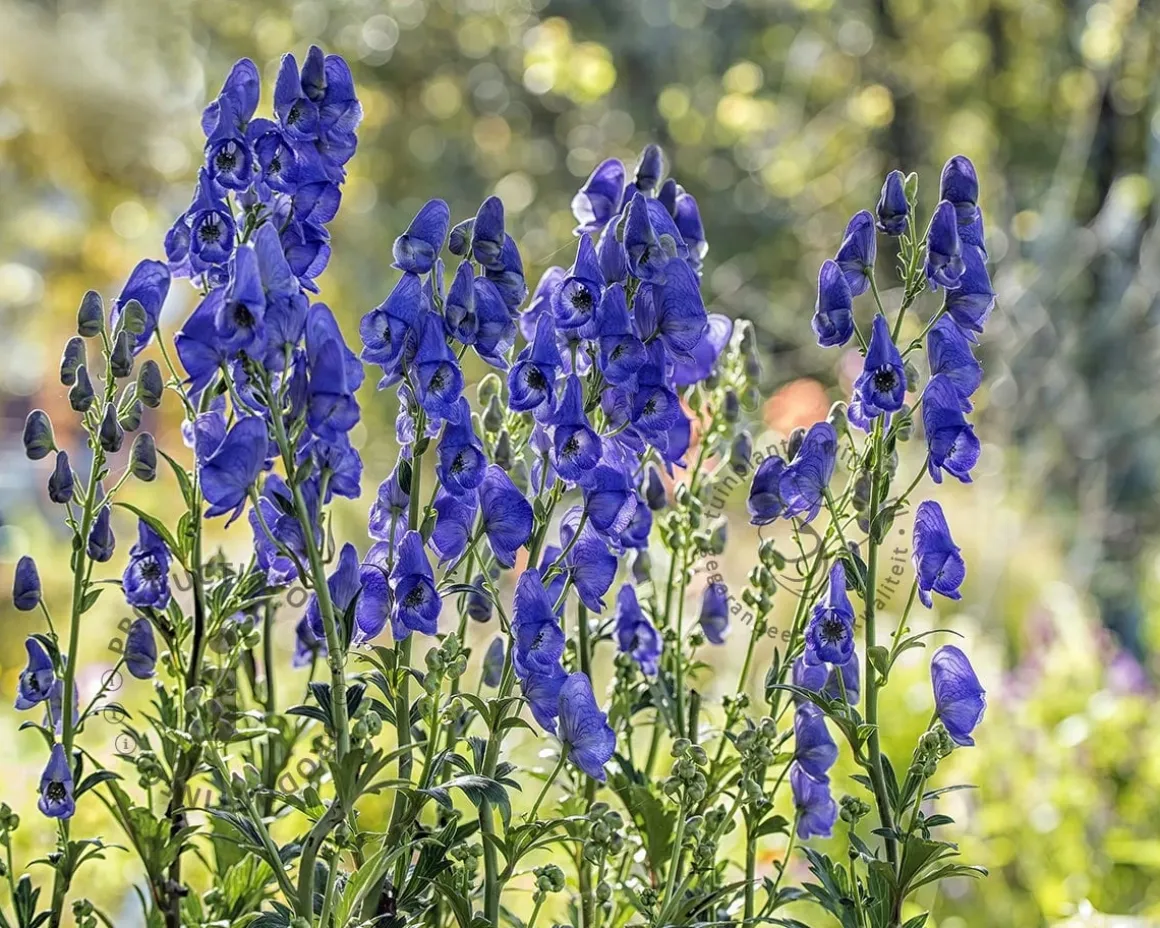 Aconitum carmichaelii 'Arendsii'