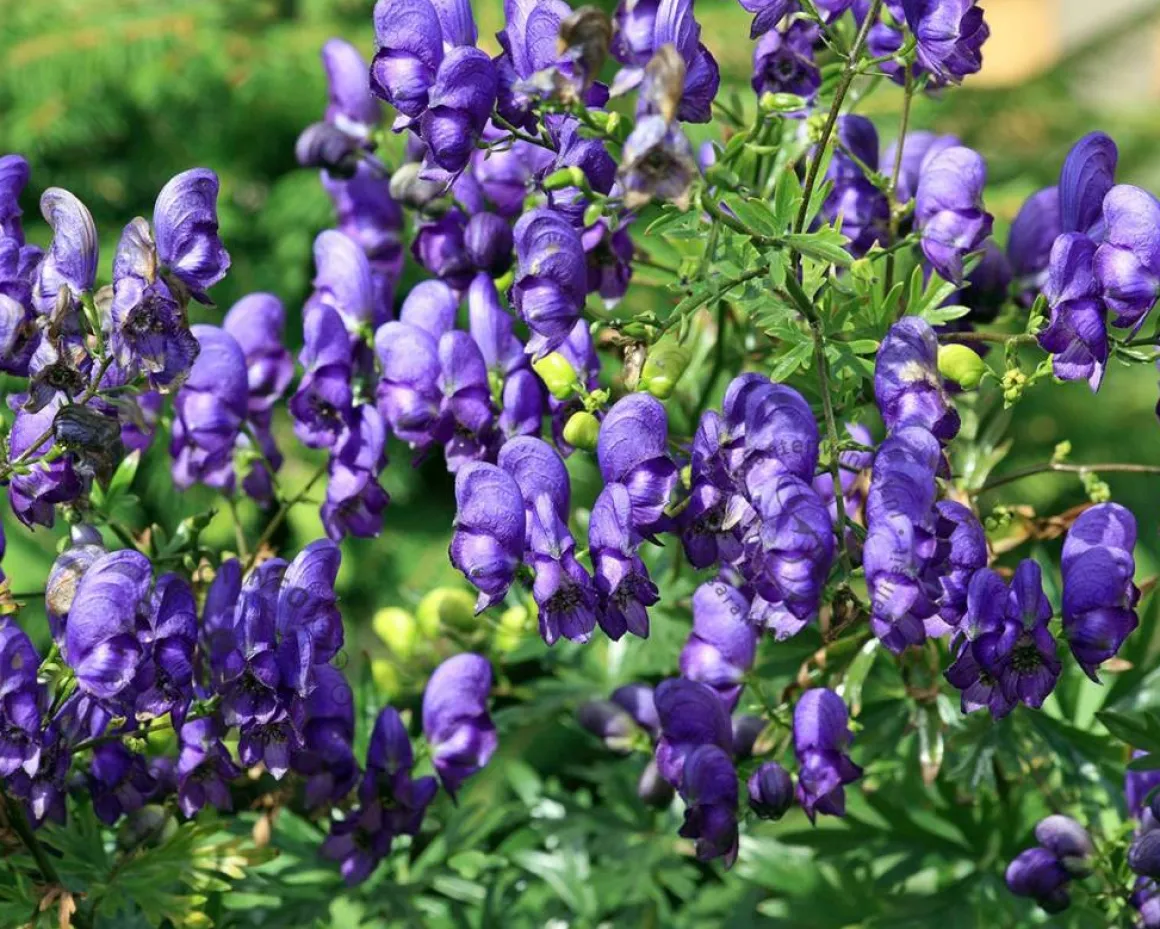Aconitum henryi 'Spark's Variety'