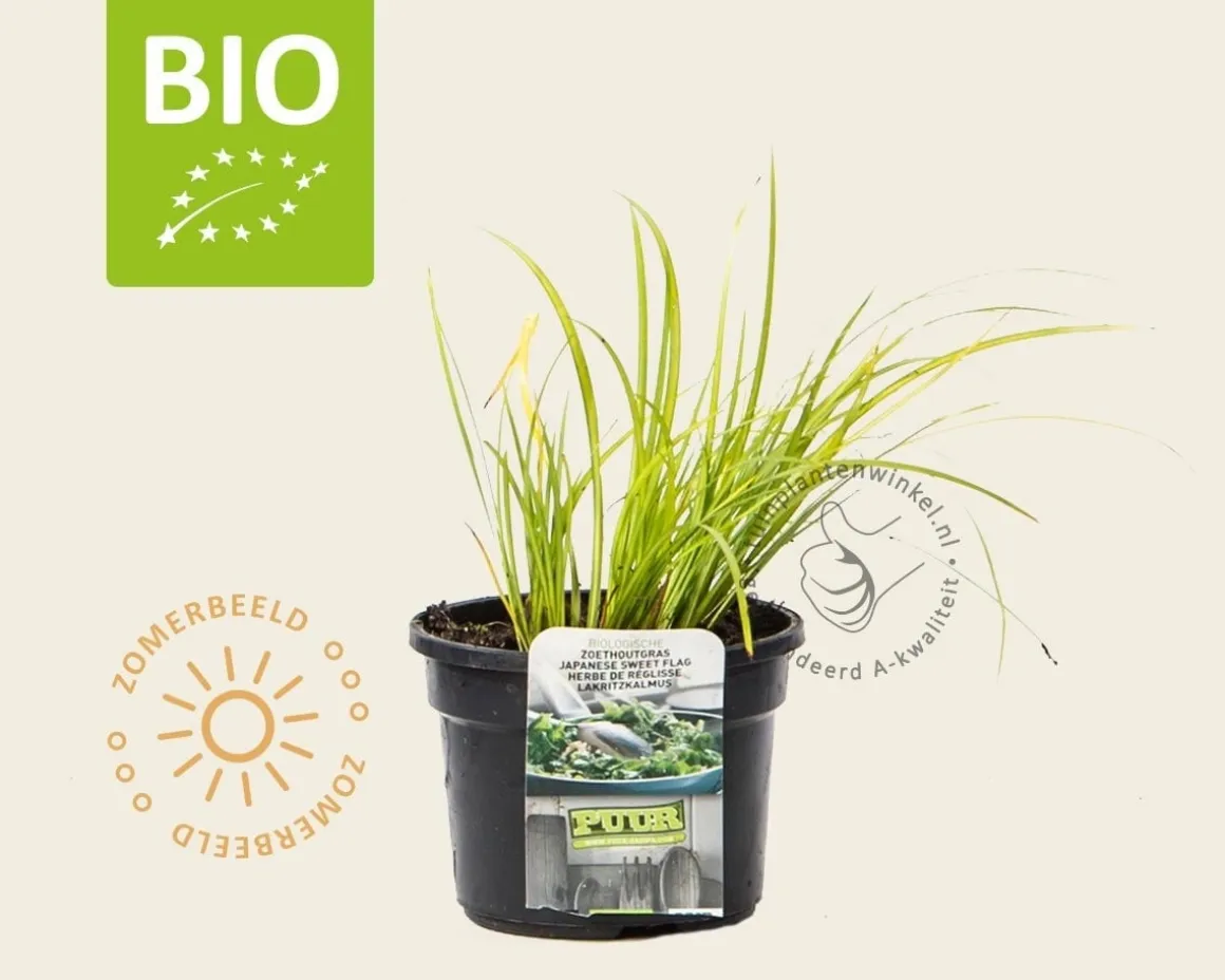 Acorus gramineus 'Licorice' Puur