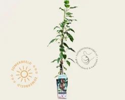 Actinidia arguta 'Bayern'