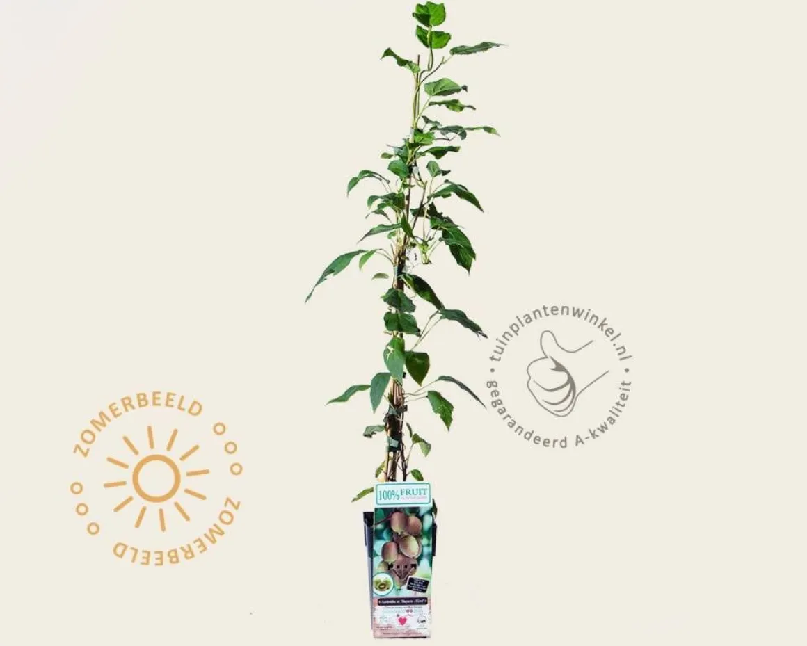 Actinidia arguta 'Bayern'