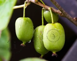 Actinidia arguta 'Issai'