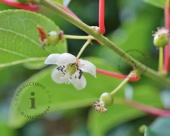 Actinidia arguta 'Issai'