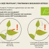 Actinidia arguta 'Issai' - BIO