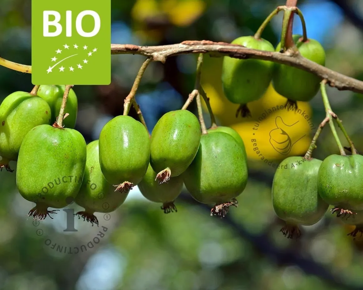 Actinidia arguta 'Issai' - BIO