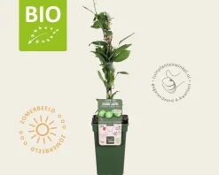 Actinidia arguta 'Issai' - BIO