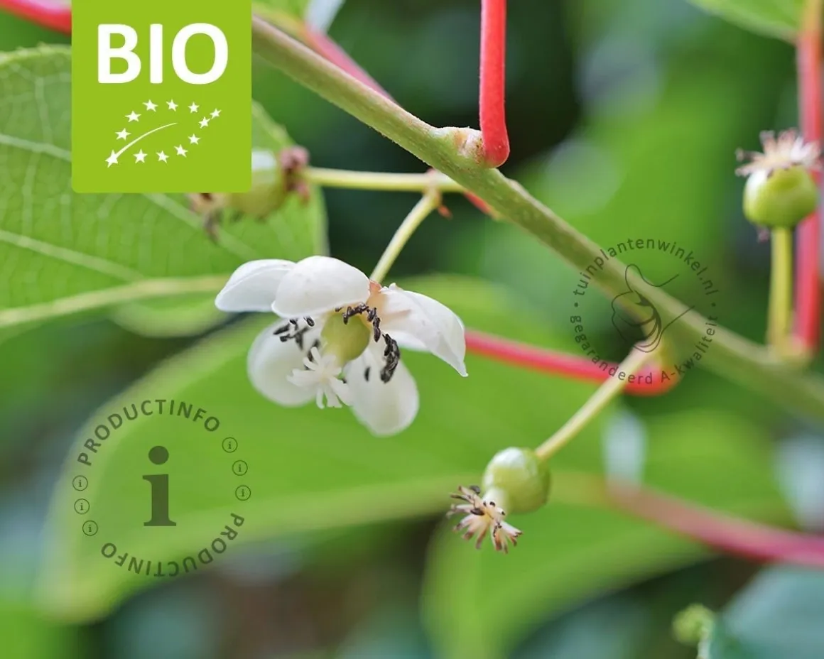 Actinidia arguta 'Issai' - BIO