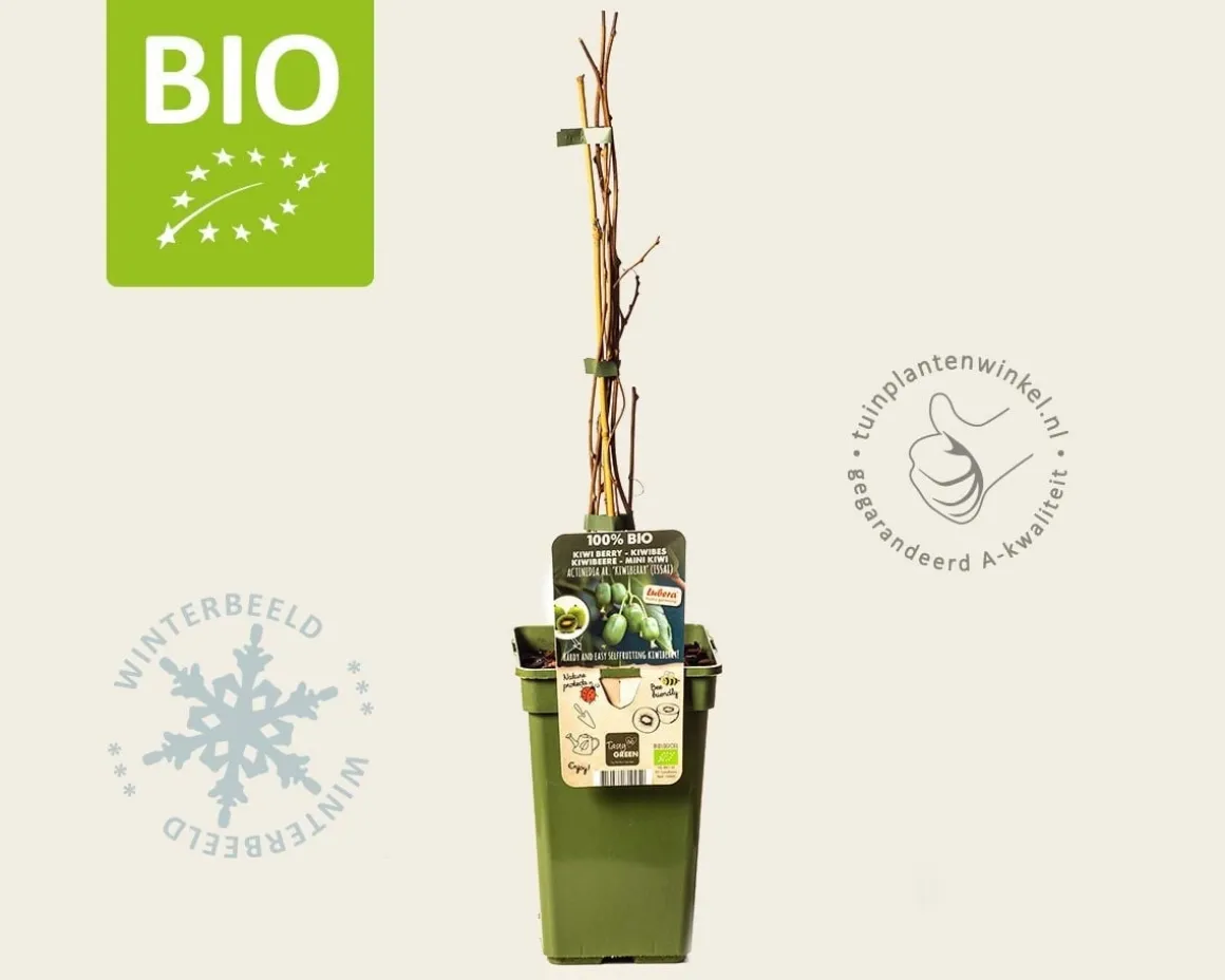 Actinidia arguta 'Issai' - BIO