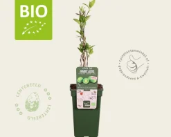 Actinidia arguta 'Issai' - BIO