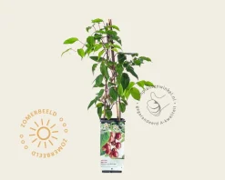 Actinidia arguta 'Ken's Red'