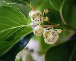 Actinidia arguta 'Weiki'