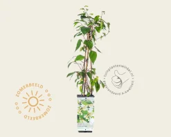 Actinidia arguta 'Weiki'