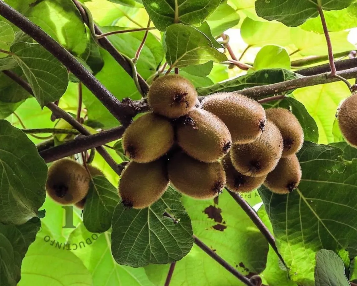 Actinidia deliciosa 'Jenny' (zelfbestuivend)