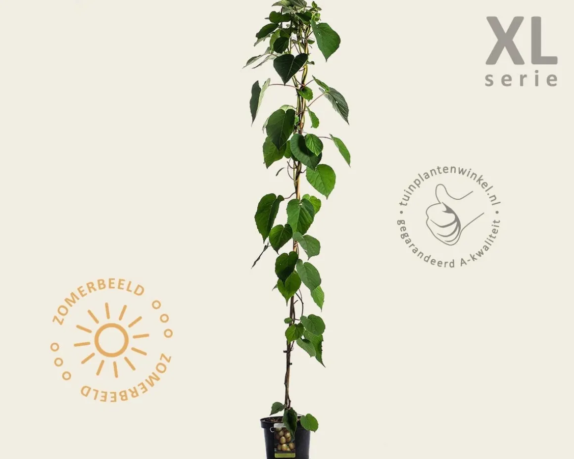Actinidia deliciosa 'Jenny' (zelfbestuivend)