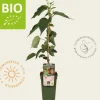 Actinidia deliciosa 'Jenny' (zelfbestuivend) - BIO