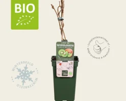 Actinidia deliciosa 'Jenny' (zelfbestuivend) - BIO