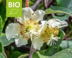 Actinidia deliciosa 'Jenny' (zelfbestuivend) - BIO
