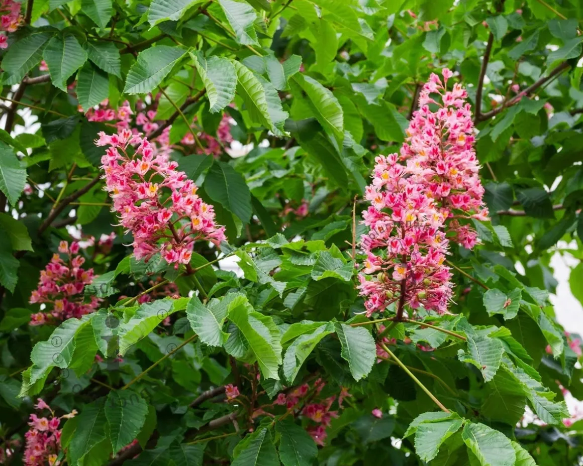 Aesculus carnea 'Briotii'