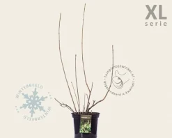 Aesculus parviflora - XL