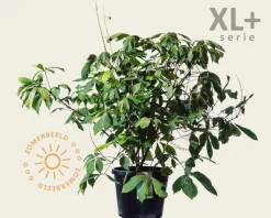 Aesculus parviflora - XL+
