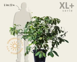 Aesculus parviflora - XL+
