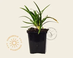 Agapanthus africanus