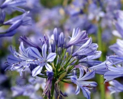 Agapanthus africanus - wortelstok