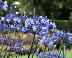 Agapanthus 'Dr. Brouwer'