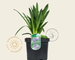 Agapanthus 'Dr. Brouwer'
