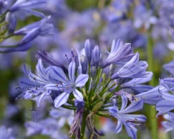 Agapanthus 'Sunfield'