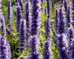 Agastache 'Black Adder'