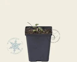 Agastache 'Black Adder'