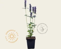 Agastache 'Black Adder'