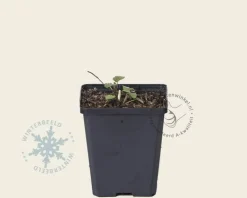 Agastache 'Blue Fortune'
