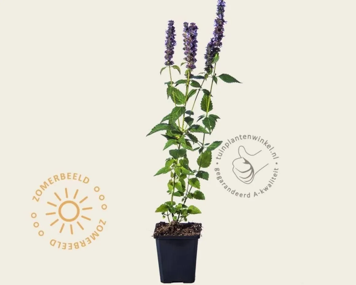 Agastache 'Blue Fortune'