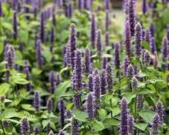 Agastache 'Blue Fortune'