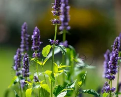 Agastache 'Little Adder'