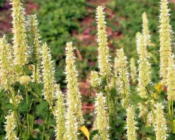 Agastache rugosa 'Alabaster'