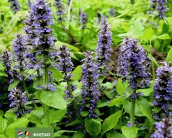 Ajuga reptans