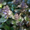 Ajuga reptans 'Atropurpurea'