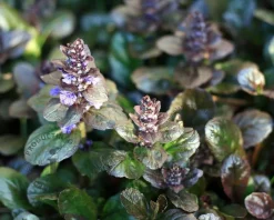 Ajuga reptans 'Atropurpurea'